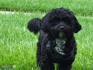Male Shih-Poo Listing Image