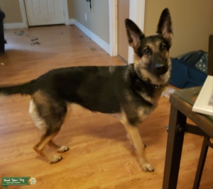 German Shepherd Female Listing Image