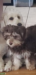 Young Yorkipoo stud Listing Image