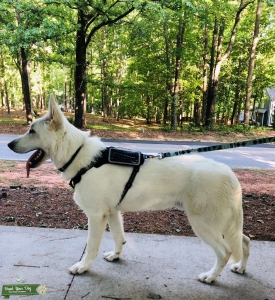 Purebred White German Shepherd Listing Image