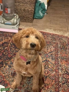 Goldendoodle Listing Image