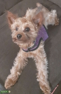 Morkie Listing Image
