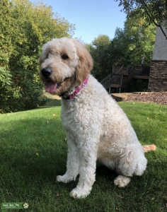 Female looking for stud Listing Image