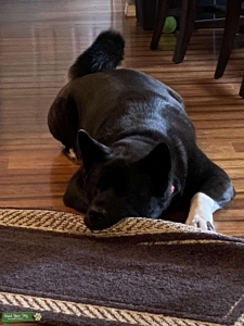 Gorgeous female Akita looking for black stud Listing Image