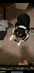 Pembroke Welsh Corgi  Listing Image