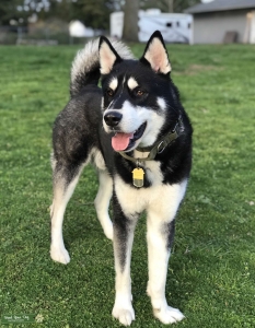 Siberian Husky Stud Listing Image
