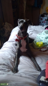  Blue & white Italian Greyhound stud Listing Image