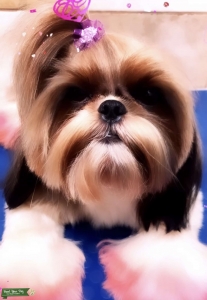 American Shih Tzu Female  Listing Image