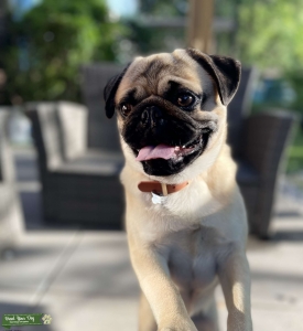 Male Pug needs a GF  Listing Image