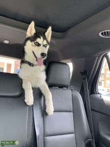 Looking for male dog Listing Image