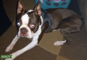 CKC registered Boston Terrier STUD ONLY  Listing Image