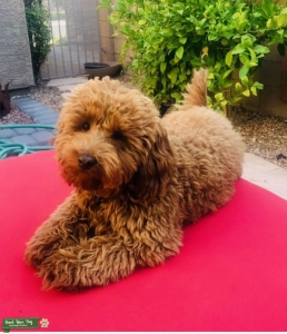 NEW DOG IN TOWN Listing Image