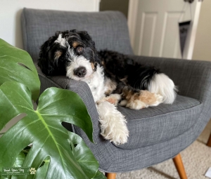 Bernedoodle stud-muffin  Listing Image