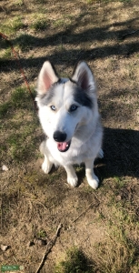 Siberian Husky Listing Image