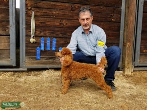 Red Miniature Poodle Proven Stud Listing Image