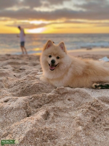 CKC pomeranian looking for a girlfriend Listing Image