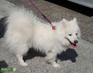 White Japanese Spitz Listing Image