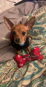 Looking to breed Listing Image