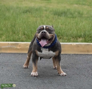 Blue Tri Bully  Listing Image