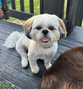 Proven Stud Pure Bred Shih Tzu Listing Image