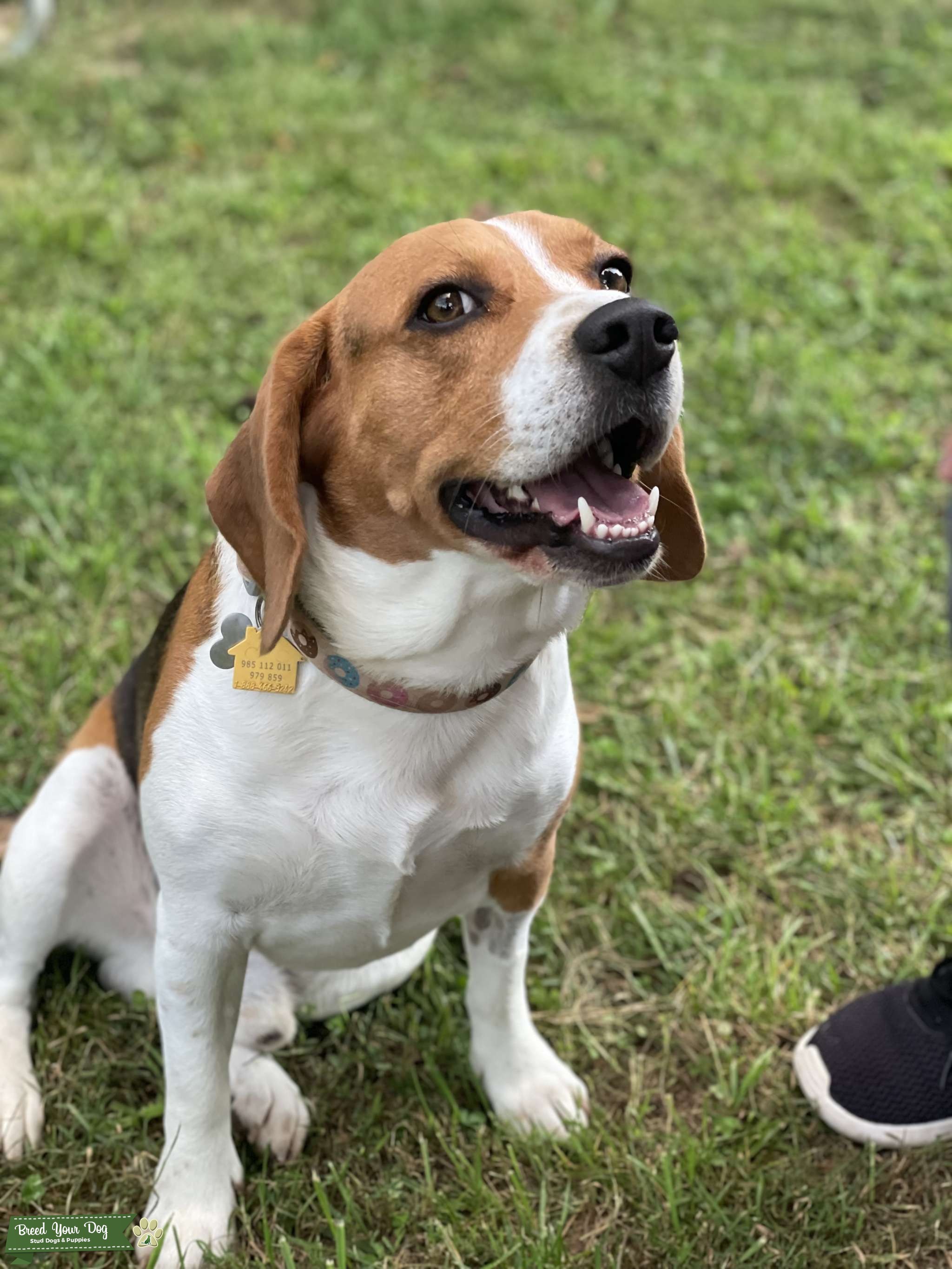Travis Stud Dog in North Carolina, the United States Breed Your Dog