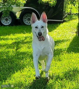 White and tan German Shepherd Listing Image