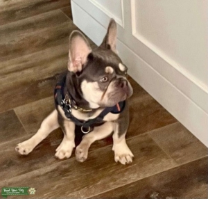 Green Eyed French Bulldog Listing Image