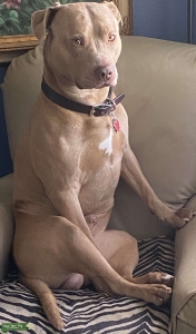 4yr old Stud American Staffordshire Bull Terrier looking to breed Listing Image
