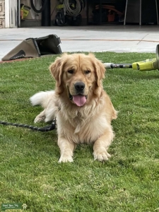 Golden Retriever  stud Listing Image