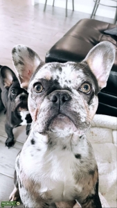 Prince tri merle Listing Image