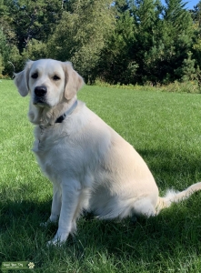 AKC English Cream Retriever  Listing Image