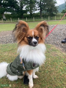 Gorgeous papillon stud dog Listing Image