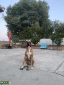 Pure breed boxer  Listing Image