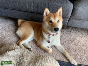 Shiba Inu Stud with amazing traits Listing Image