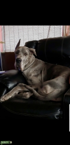 Blue Merle Great Dane Listing Image