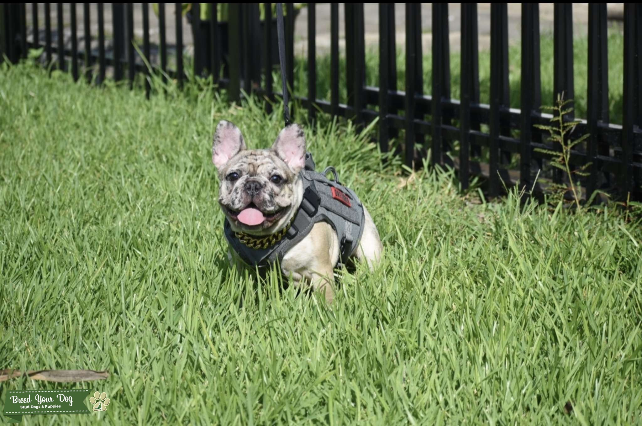 STUD Stud Dog TEXAS Breed Your Dog