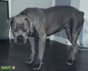 Grey/Blue Cane Corso Female ready to mate, let me know in serious inquiries! I’m here to help as well as receive it in return! CHAMPIONSHIP BLOODLINE. She is OVER 112 pounds. GREAT temperament as well as playful and caring state of mind. I’m sure her offs Listing Image