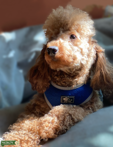 AKC Red Poodle  Listing Image