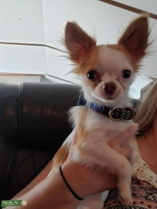 Long hair Chihuahua males Listing Image