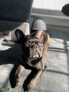 Beautiful 4 year old brindle Frenchton stud  Listing Image