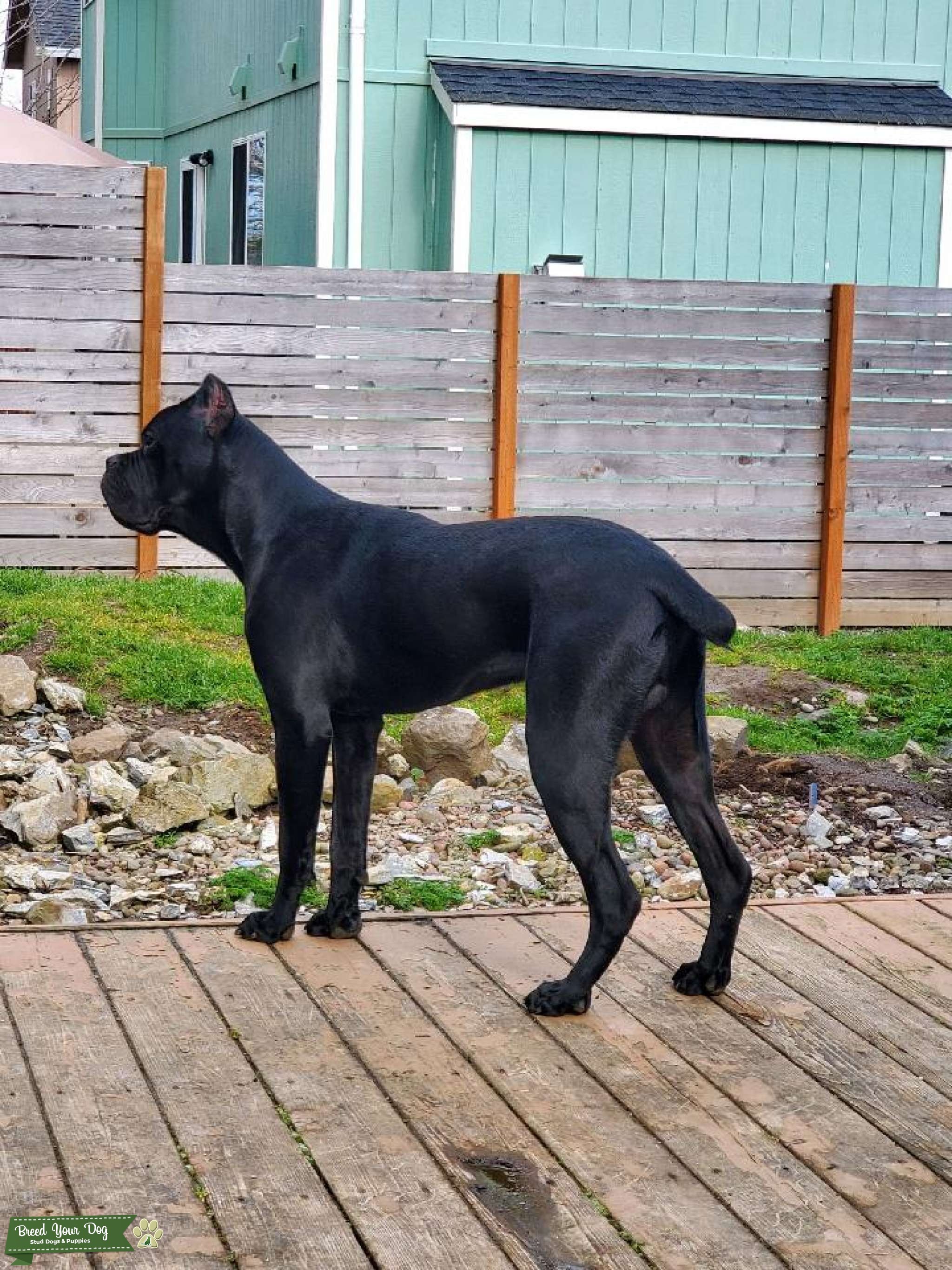 Cane Corso stud Stud Dog in OR, United States Breed Your Dog