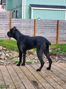 Cane Corso stud Listing Image