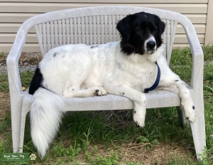 Polly is a beautiful black & white Landseer Listing Image