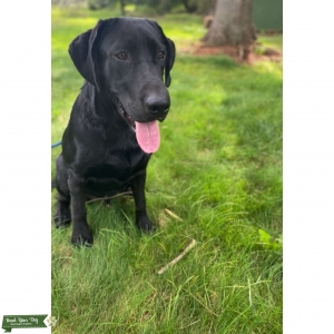 Black Labrador Retriever Listing Image