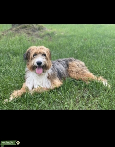 Mini Aussiedoodle Looking 4 Love Listing Image