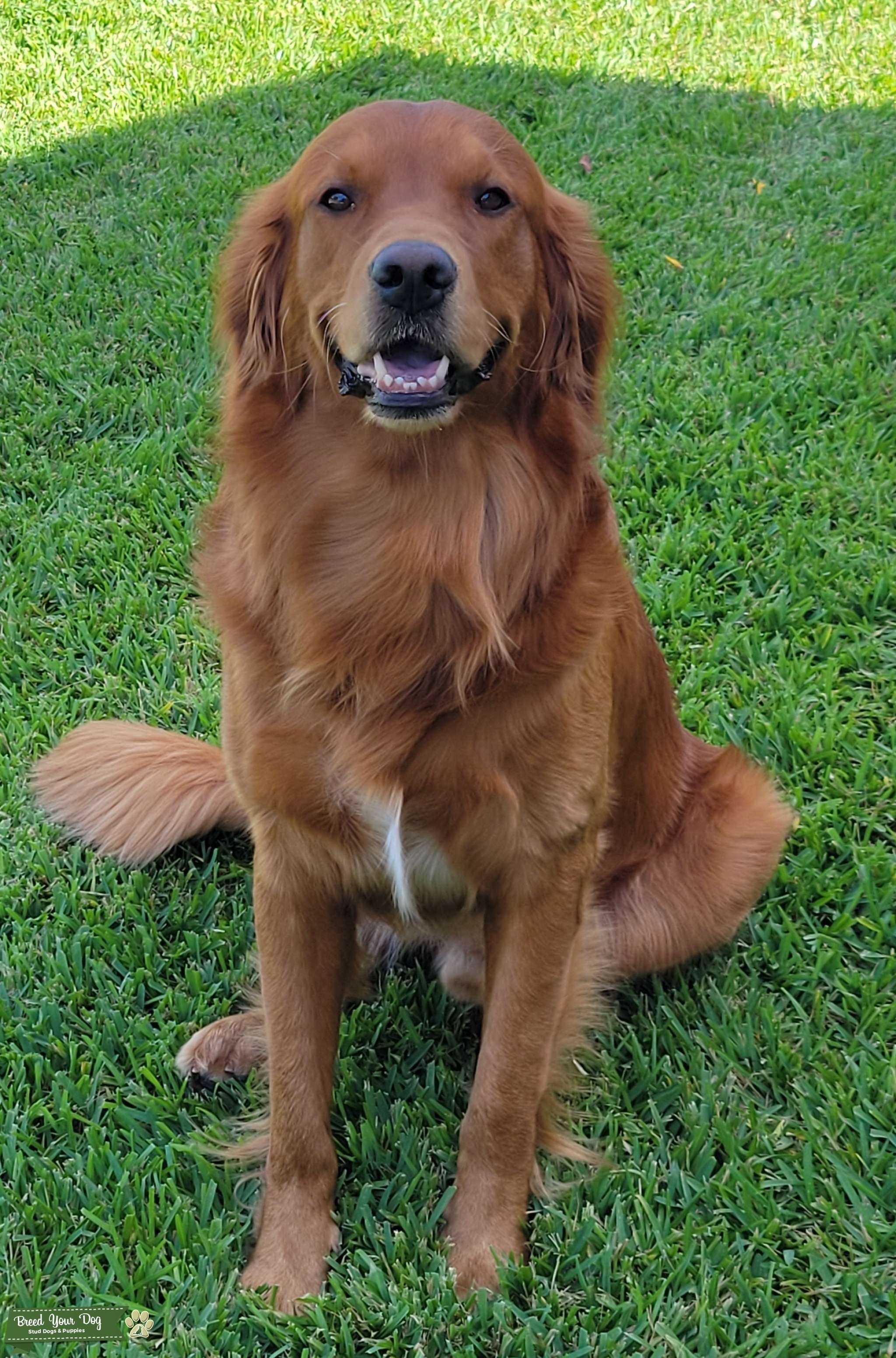 Golden Retriever Stud Ready to Go. Stud Dog in Texas, the United States Breed Your Dog
