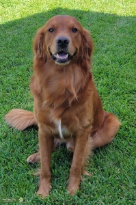 Golden Retriever Stud Ready to Go. Listing Image