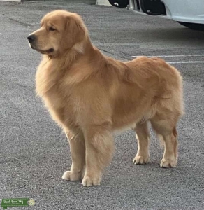 Golden Retriever Stud Listing Image