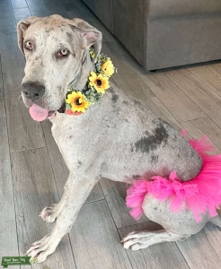Blue Merle  Listing Image