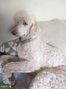 Cream standard poodle  Listing Image